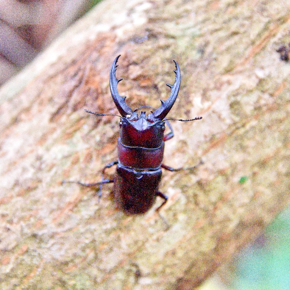 クワガタ写真 25